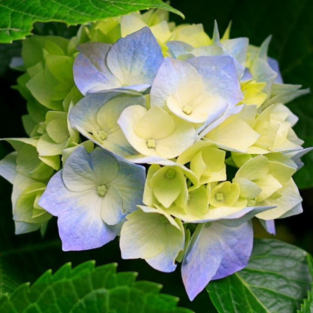 Meet your Posher, Alison